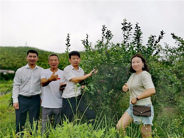 11213982265099362_83.png 象山80后林一平硕士返乡做农民 成了网红"蓝莓王"-图片2