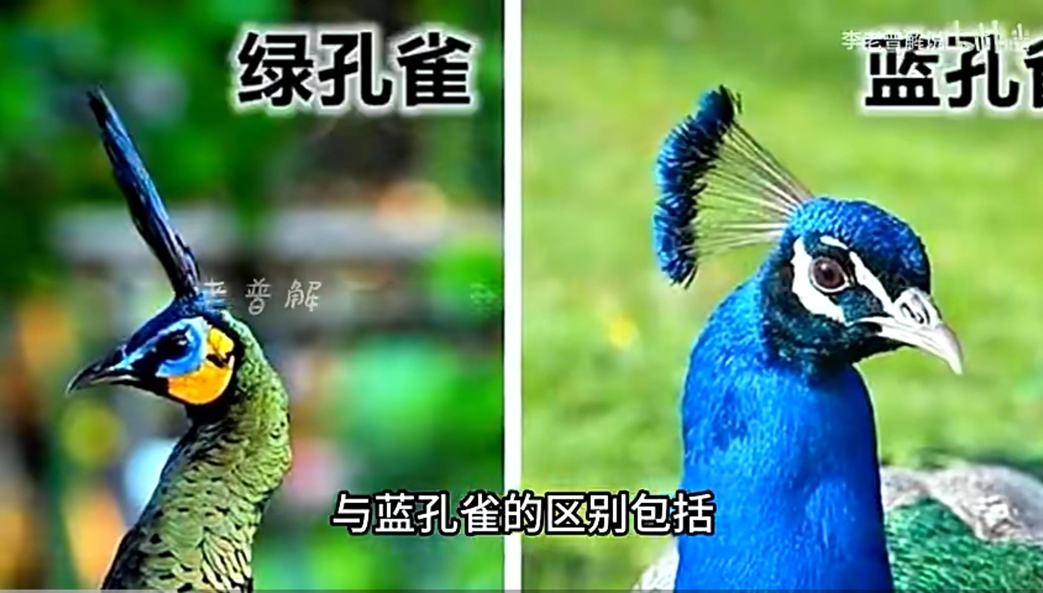 初冬象山红美人开摘了，读洪紫千“双红双绿”感受人间暖春-图片14