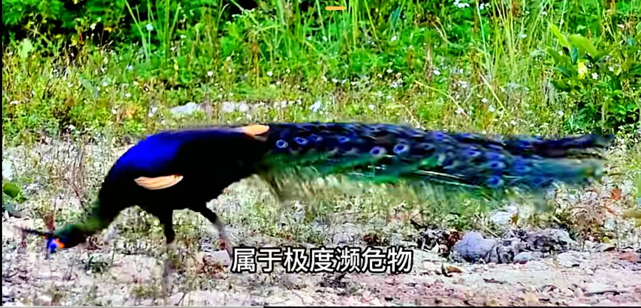初冬象山红美人开摘了，读洪紫千“双红双绿”感受人间暖春-图片12