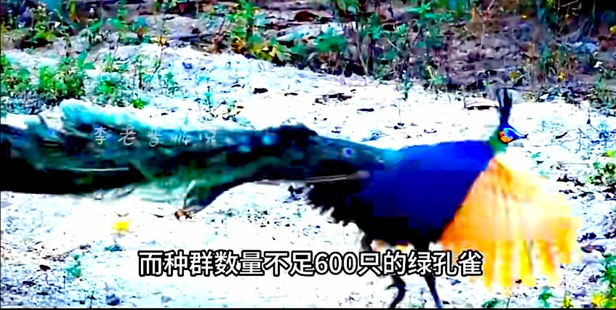 初冬象山红美人开摘了，读洪紫千“双红双绿”感受人间暖春-图片13