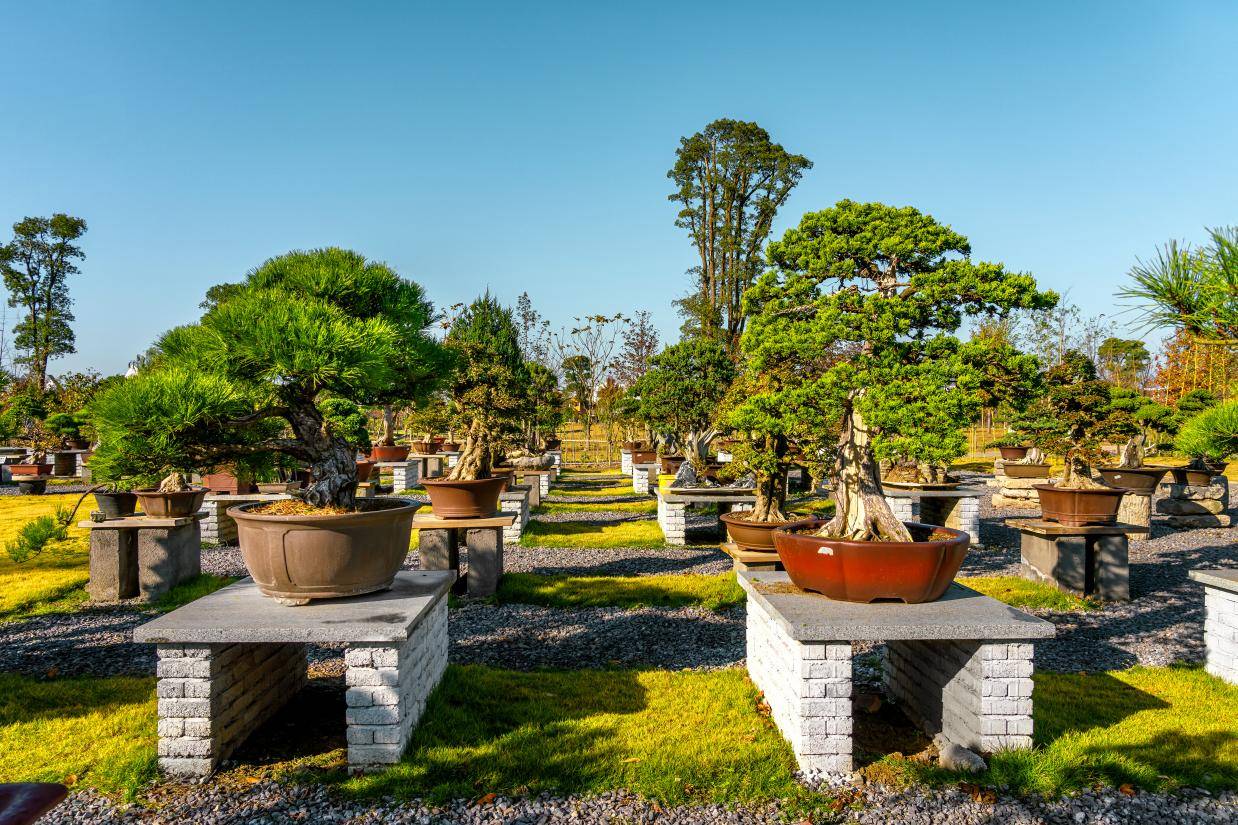 北美枫叶染红浙江平湖千亩郁园乡野-图片5