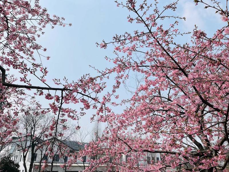 浪漫樱花节 多彩鼋头渚-图片7
