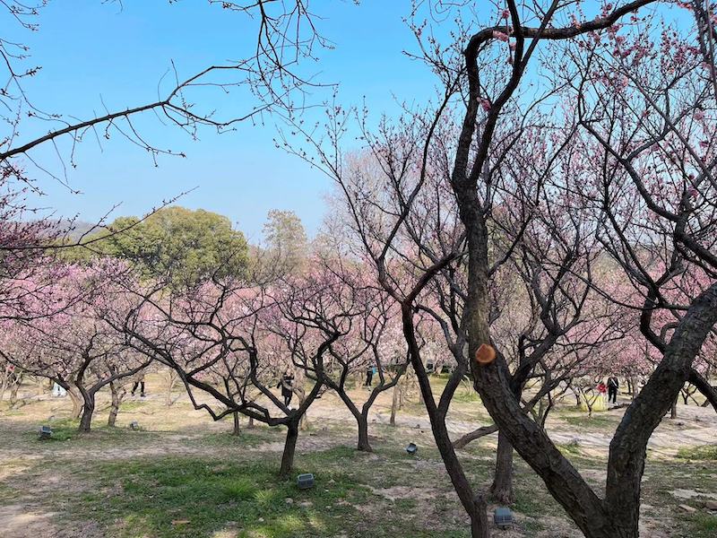 梅香溢出春意浓， 园门轻掩色难封｜海外华文媒体感知无锡行参访无锡梅园-图片6
