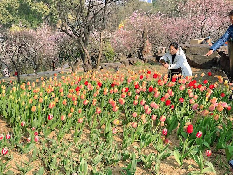 梅香溢出春意浓， 园门轻掩色难封｜海外华文媒体感知无锡行参访无锡梅园-图片7