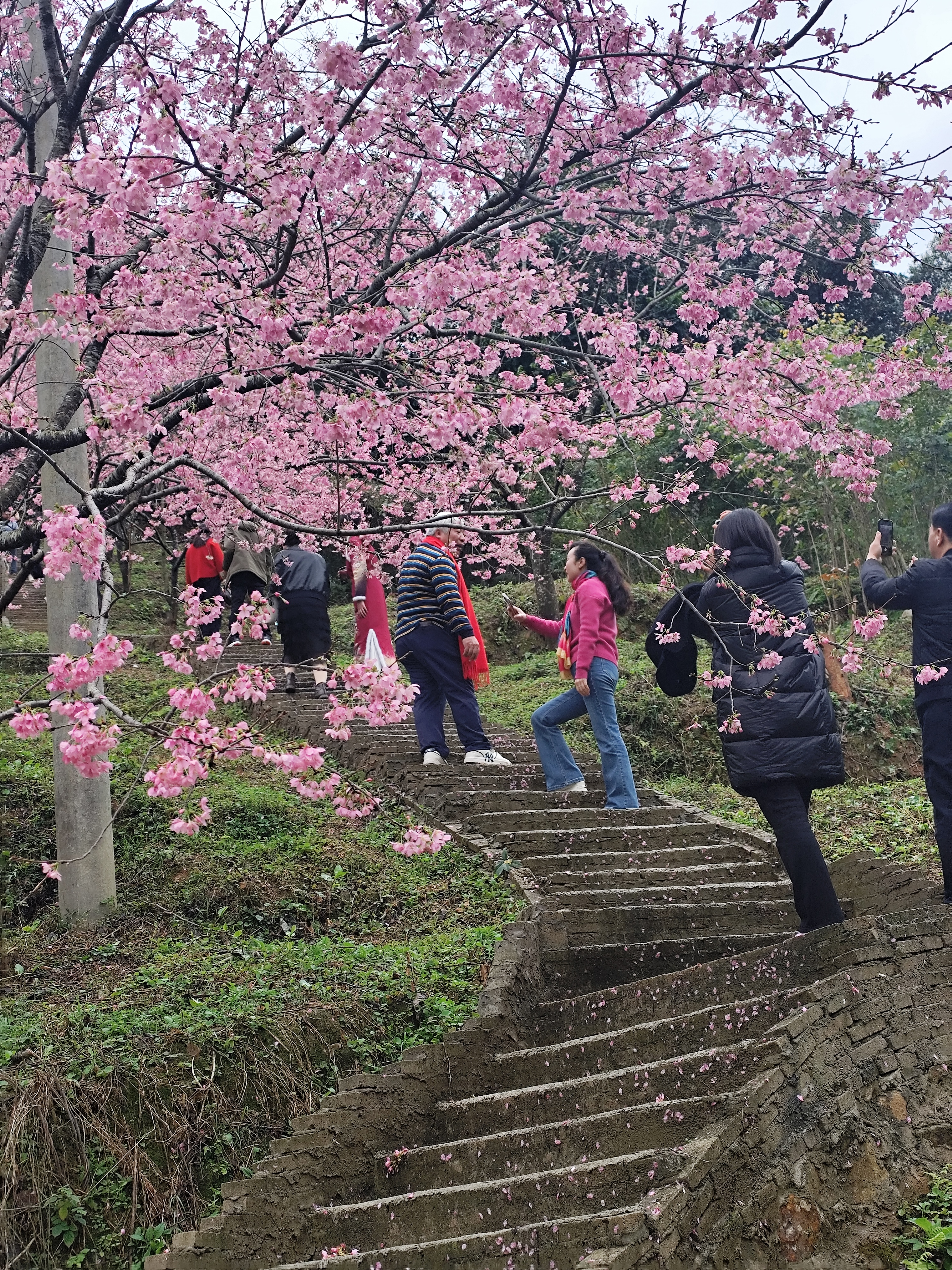 闽侯县龙台山第七届樱花季暨首届福建老酒品牌文化（青红酒）交流：美酒与樱花的浪漫邂逅-图片3