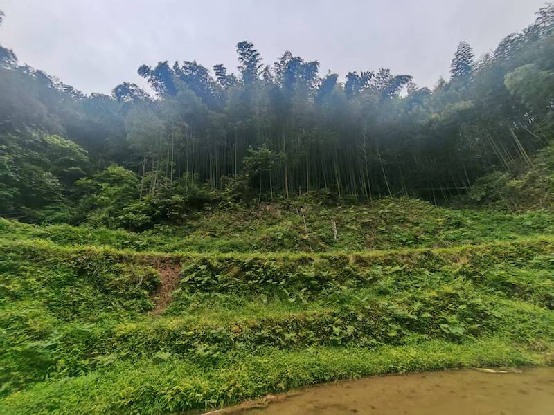 寻香记：在高华瑶寨，与一株草药的千年相遇-图片2