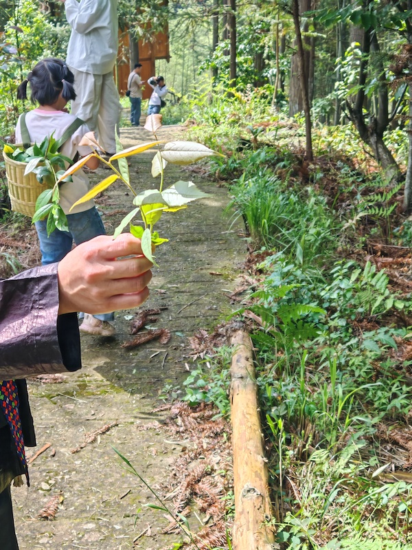 寻香记：在高华瑶寨，与一株草药的千年相遇-图片7